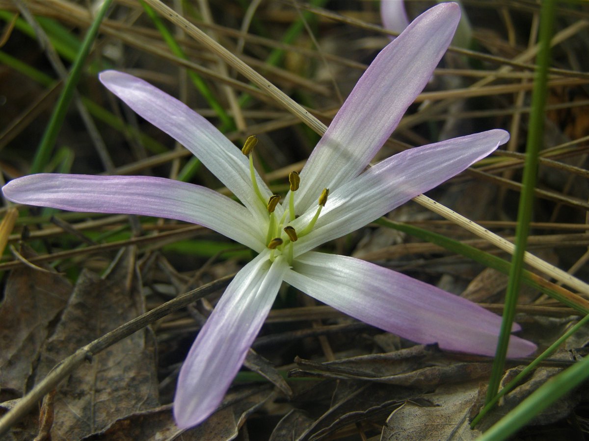 pdimi2's tweet photo. #Colchicum soboliferum (syn. #Merendera sobolifera). A #rare (&amp; #vulnerable) species of #Greece that growing in #wet #grasslands! #Lesvos seems to be the only Aegean island where the species is found! #RedDataBook #Plant #rhizome #Lesbos #winterflora https://t.co/Y2g11snGll