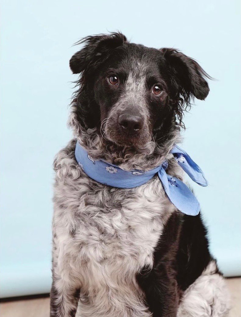 Liz Giorgi (@lizgiorgi) on Twitter photo Please RT.
My dog, Fran, is missing. Our <a href="/WagWalking/">Wag! - The #1 App for Pet Parents</a> sitter lost her yesterday in Aurora, CO - she was last seen around Hampden & Hamilton. We live in Wellshire and fear she’s trying to cross town.
She’s has kept me going through losing my dad - please help me bring her home. Please RT.
My dog, Fran, is missing. Our <a href="/WagWalking/">Wag! - The #1 App for Pet Parents</a> sitter lost her yesterday in Aurora, CO - she was last seen around Hampden & Hamilton. We live in Wellshire and fear she’s trying to cross town.
She’s has kept me going through losing my dad - please help me bring her home.