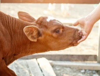 Farms.com Beef News tweet media