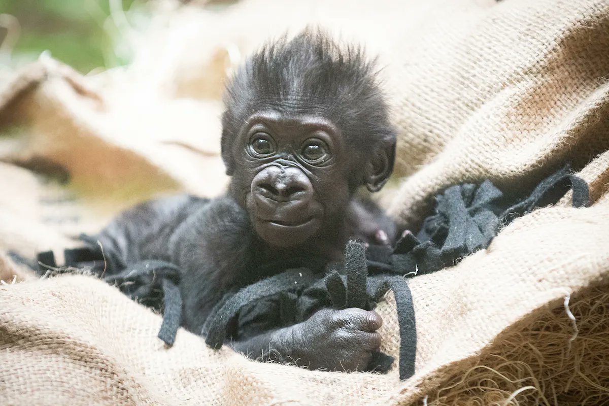 clemetzoo's tweet photo. Baby G appreciation post. 😍 https://t.co/PSvAKizWGc