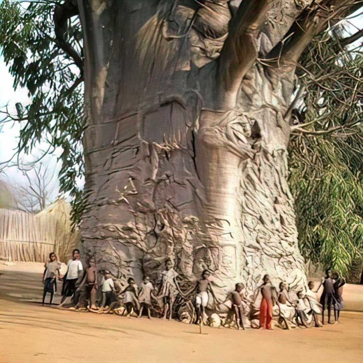 SbastienMlires1's tweet photo. 🇿🇦 Ubicado en Sudáfrica, este “árbol de la vida” tiene 1500 años. ¡Se le considera uno de los seres vivos más antiguos del planeta! 
@LMPositif https://t.co/hbuHPMLd0n