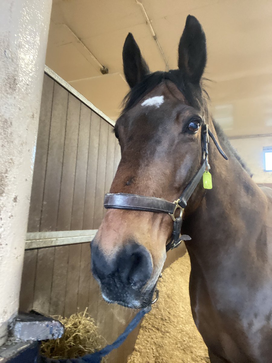 Back in work after some time off and I’ve missed this guy!! He wasnt that bothered about seeing me though 🙄 #PHJake #bestpals @MerPolMounted