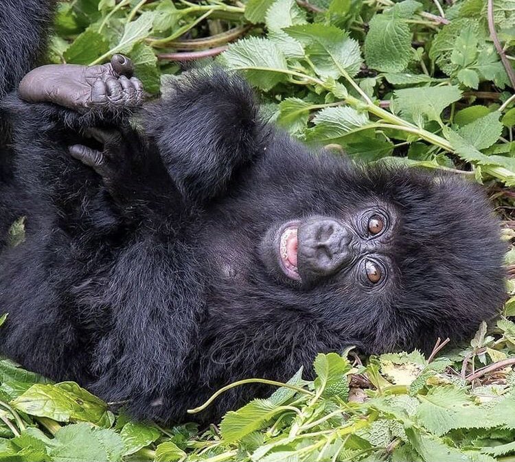 What's that one thing you wished you did in 2021 but didn't? 
Why not take on an adventurous journey and immerse yourself into nature's best, The mountain🦍
#VisitUganda 
#Tulambulewild 
#APES
📸 courtesy

📍 🇺🇬