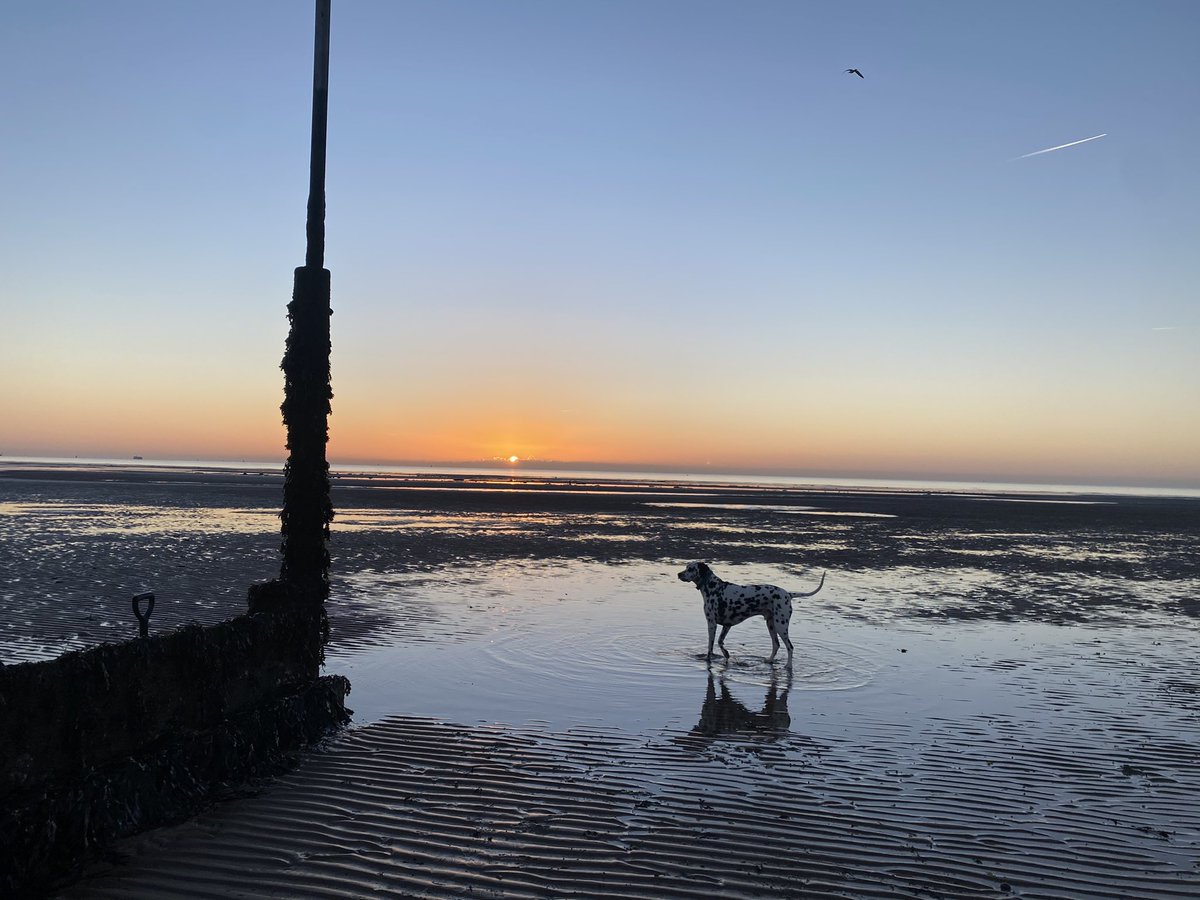 nicola_bushell's tweet photo. @ChrisPage90  forgotten how to use Twitter hope you got my photos of Harwich and my beautiful Dougie and of course the sunrise 🌅 https://t.co/OTuAwlMhkV