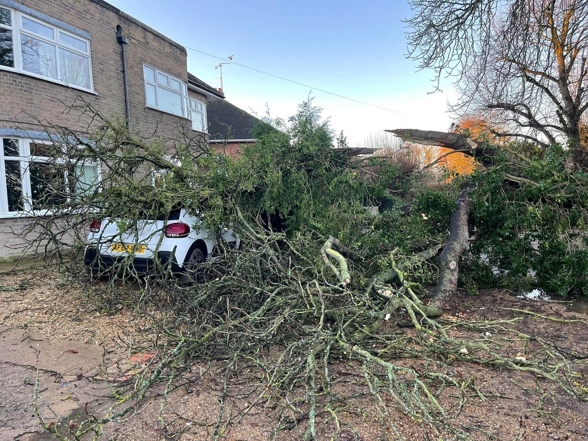 Golden Tree Surgeons tweet media