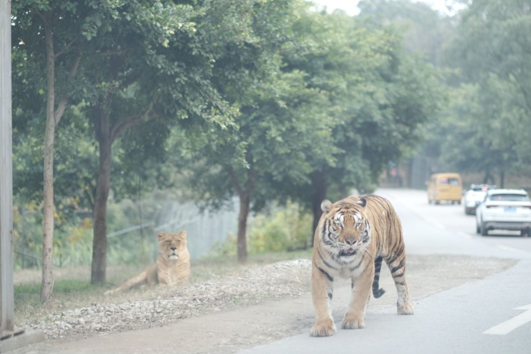 iChongqing_CIMC's tweet photo. Come enjoy a fun wildlife sighting adventure in Locajoy Holiday Theme Park where you can explore some of the most exotic and endangered animals🐅🦒🦌.

Press the 💛 if you wanna visit.

Courtesy to Locajoy Park in #Chongqing 
#重庆 #ainimal #ZOO #Lions #giraffe #tiger #deer https://t.co/QpOAcaQjDV