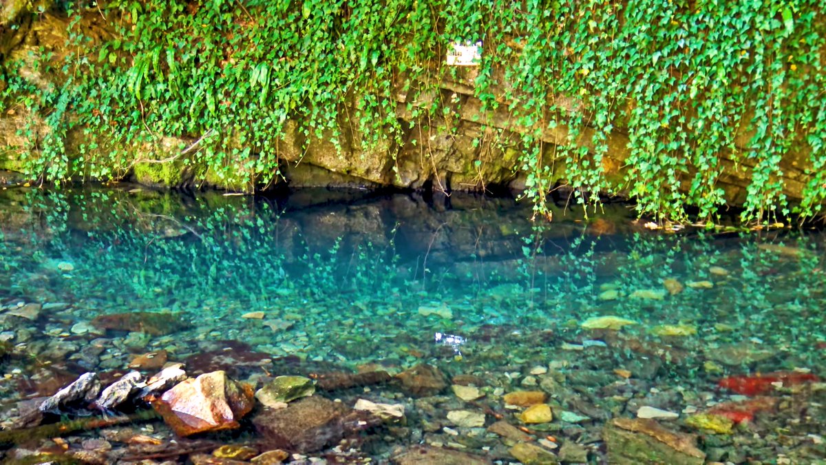 WatchRelax's tweet photo. Izbandis cave and vauclusian spring, 4K video on Youtube: ▶️
https://t.co/KLvOzkkIMZ

😋 #cave #spring #pestera #izvor #izbuc #Izbandis #Suncuius #MuntiiPadureaCraiului #MuntiiApuseni #PadureaCraiuluiMountains #Bihor #JudetulBihor #BihorCounty #vauclusianspring #waterfall #stream https://t.co/R3xmykkXHP