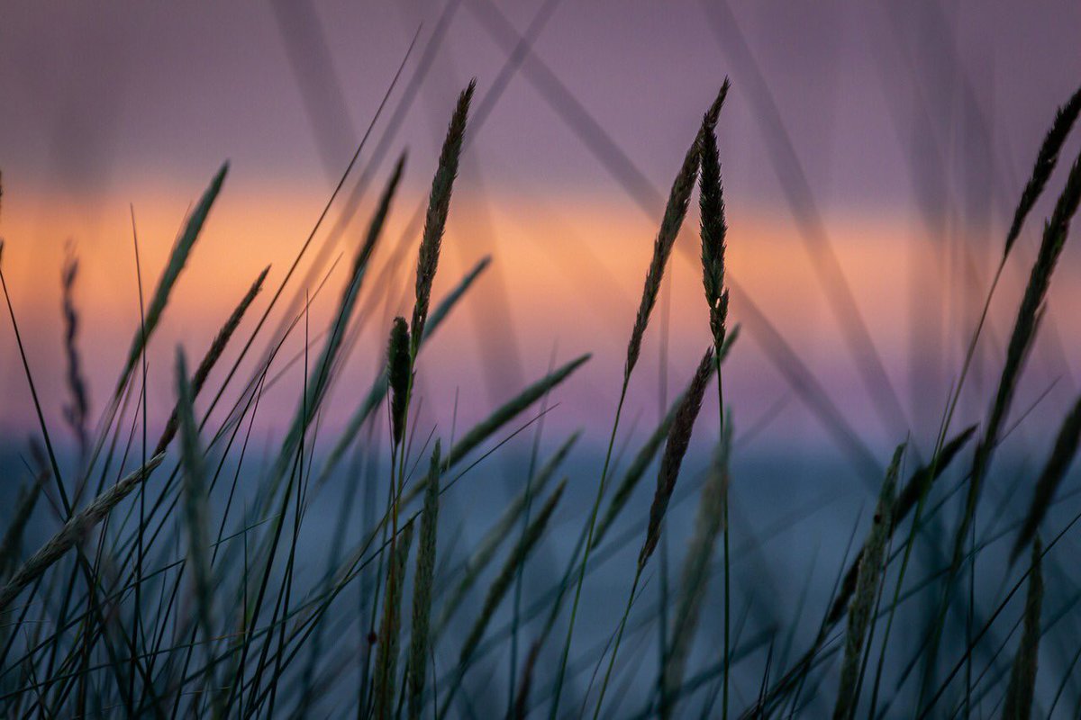 RevelDaily's tweet image. Sunset in a meadow! #Revel