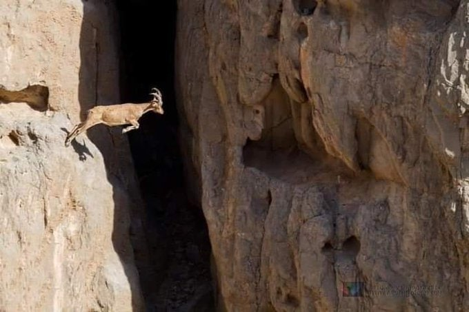 syuishcll's tweet photo. One thing I like about this photo: This goat is about to make a huge leap. This is not true. If it is done wrong, it may change the rest of its life... No! The fact is that he has enough confidence to do it! https://t.co/MaHk9EjDvD