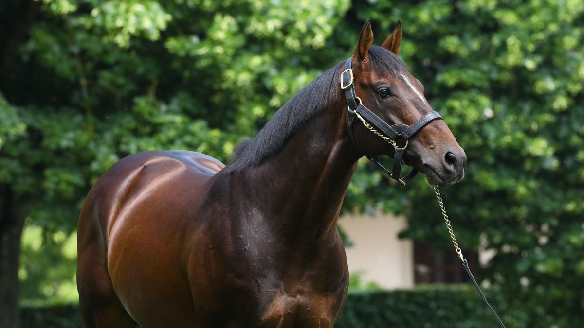 Aga Khan Studs tweet media