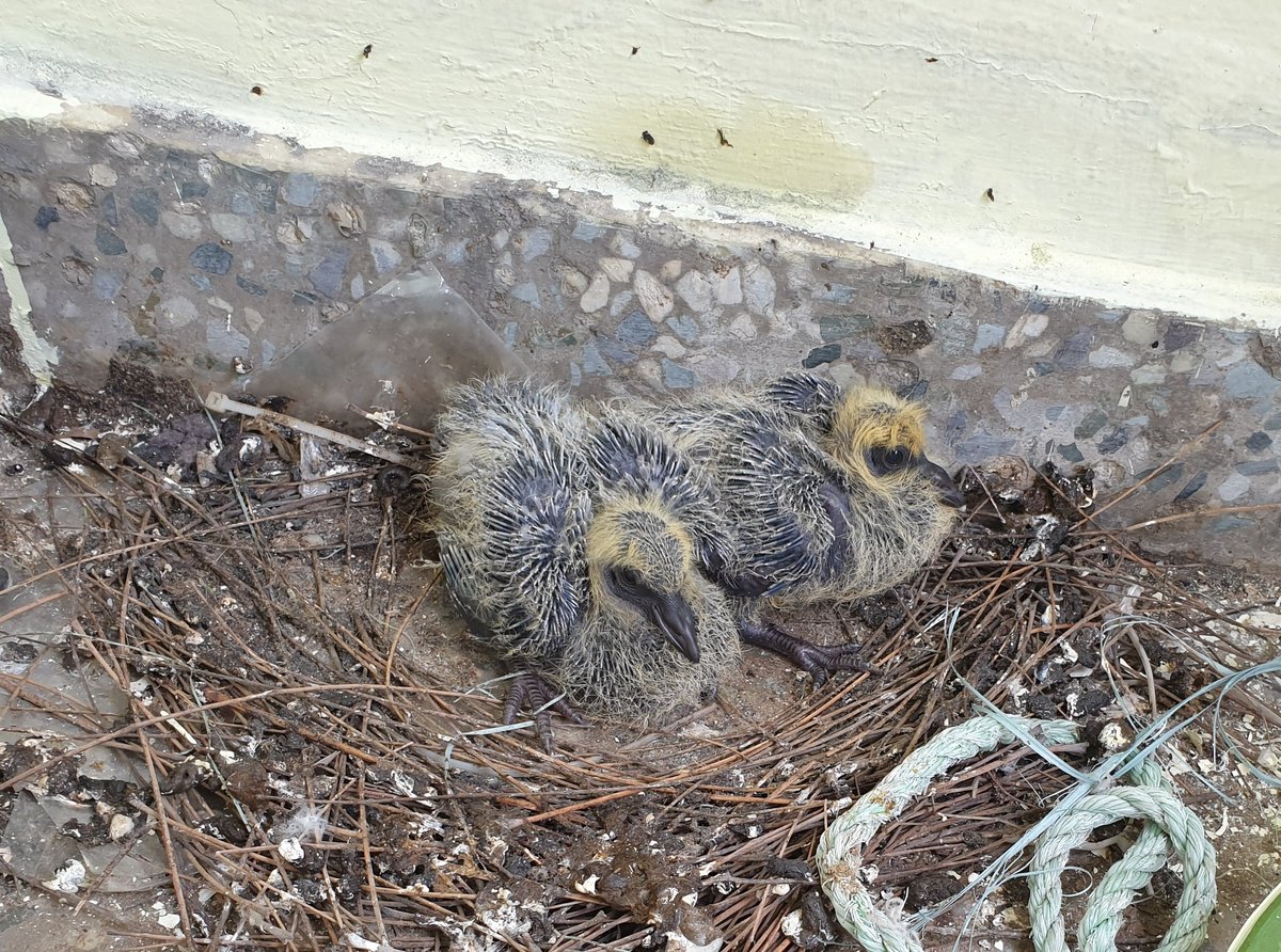 How the heck can these grow into pigeons?🙄 I thought they must be pond heron's chicks.. Damn wood pigeons!!!