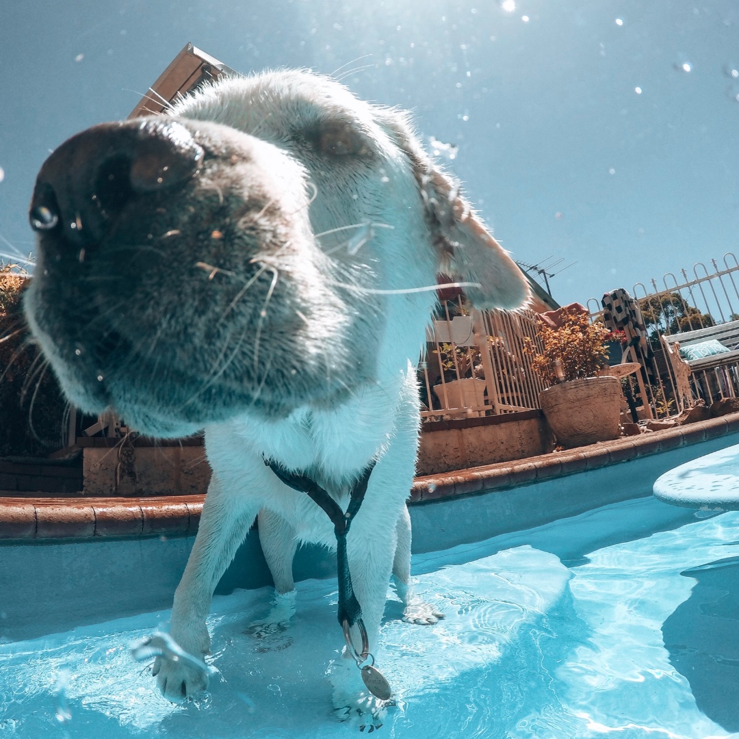 skykennels's tweet photo. One of the greatest joys of relocating with pets is getting to see your furry friends find happiness and excitement in their new environment! 🐶❤️
#thursdaythoughts #relocatingwithpets #relocatingpets #villadog #pooldog #lifeguarddog https://t.co/kTS14zlZg9