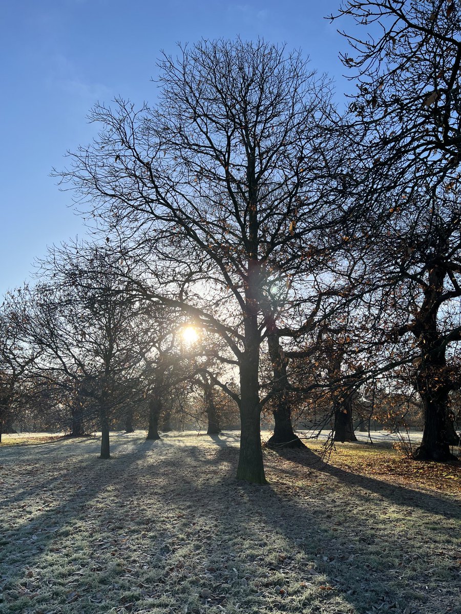 VivienImages's tweet photo. Frosty Greenwich Park this morning https://t.co/G4jMN2RzGS