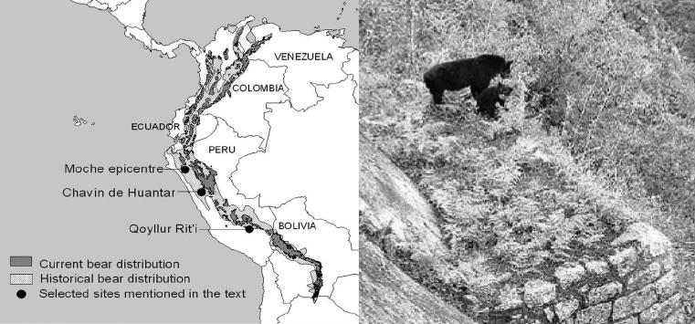 ThisisMyEarth's tweet photo. Andean bear 🐻 (Tremarctos ornatus) is known for its enormous physical appearance, and at the same time, for the great historical value within the Andean and Amazonian worldviews.

#WhyTiME
#TogetherThroughTiME
[2/5]🔰 https://t.co/HqjEx2zSm9