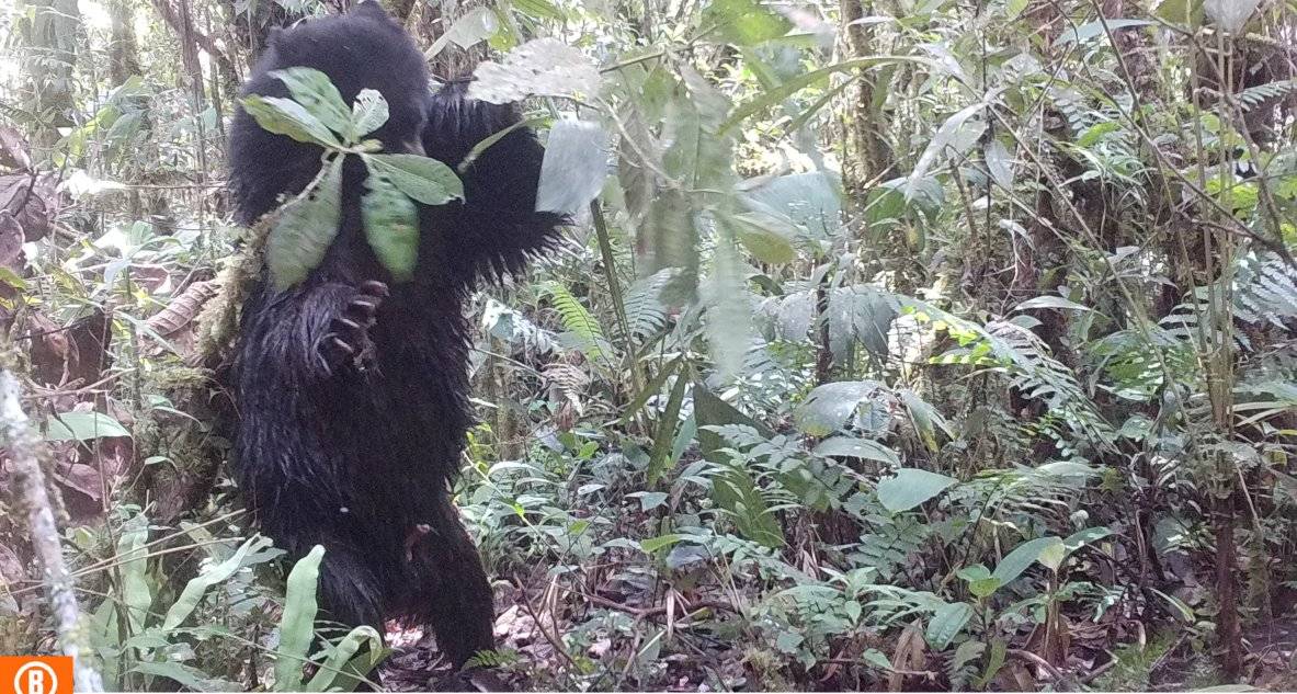 ThisisMyEarth's tweet photo. In the Andean worldview, the ukumari (as this mammal is also known) is the son of bears and maidens, considered mythical characters with supernatural powers capable of healing, purifying souls and making cattle grow.

#WhyTiME
#TogetherThroughTiME
[4/5]🔰 https://t.co/XPs8gRWIHM