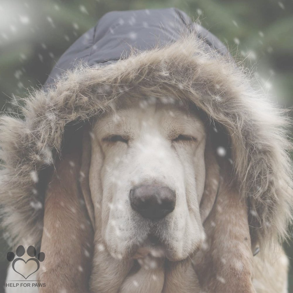 HelpForPawsUK's tweet photo. Ohhhh it's cold today! ❄️

We have Help For Paws beanie hats to keep you warm:
https://t.co/E1vFnwvM6Q https://t.co/HevMny5daq