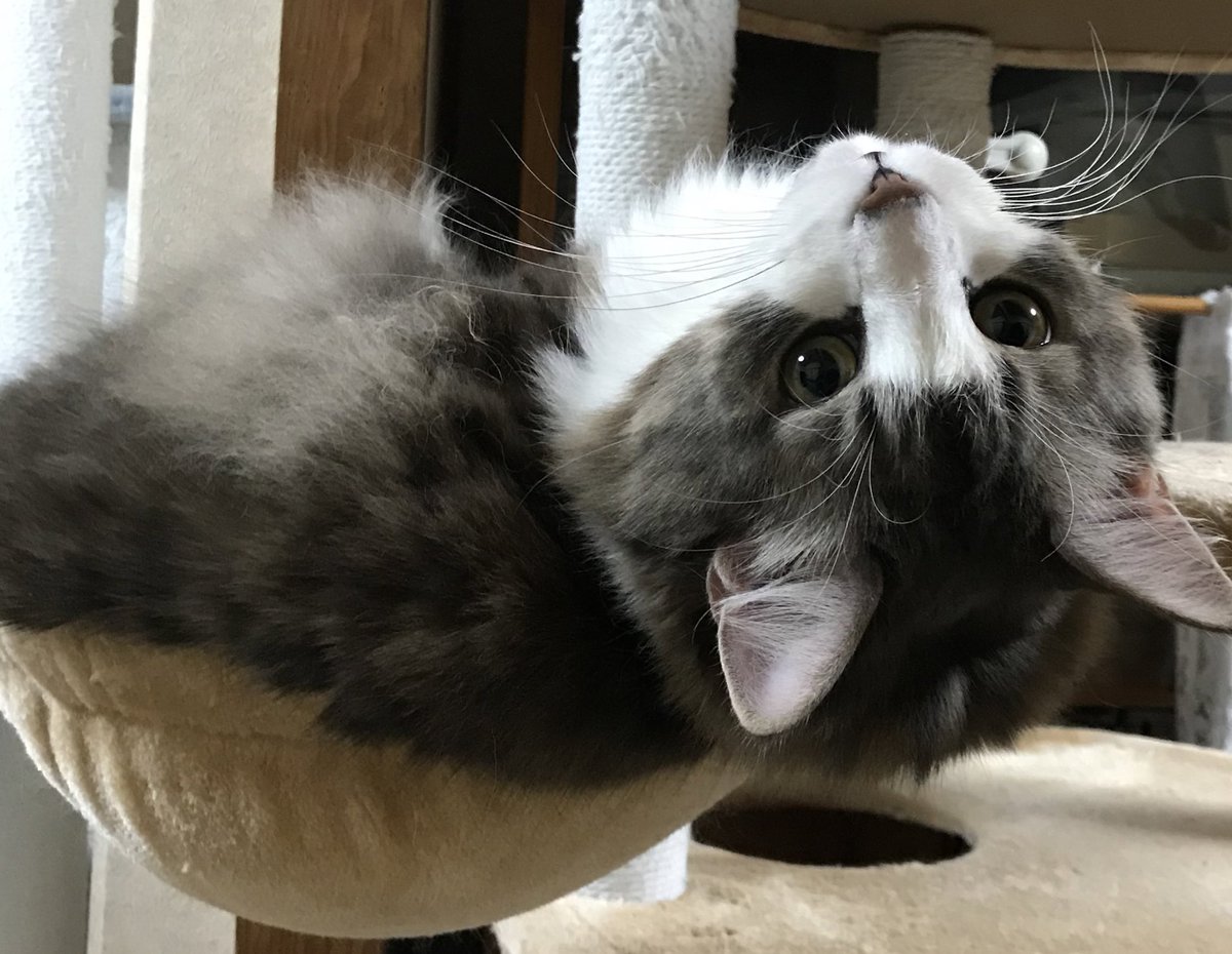 chi_nyan6's tweet photo. ただいまです！
しつこくただいま〜！って言ったら振り向いてくれました🙃
#猫がいる幸せ　 #ノルウェージャンフォレストキャット 
今年も仕事が始まって何日か経ったけど、本当に年が明けたのか、お正月の余韻とかもなく、全く普通の日常…もうお正月は遠い昔のよう。
みんなそうよね😂 https://t.co/5ZnBinVOyx