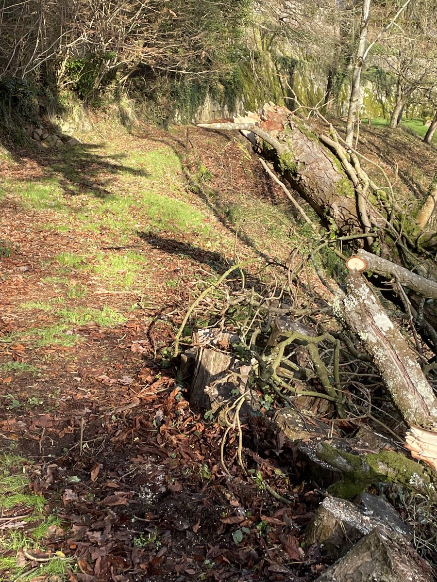 edgeofthemoor's tweet photo. Just finished clearing a massive horse chestnut branch from the path. One spike was buried 50cm into the earth. Pretty clear what the lesson is for winter #storms - play poker https://t.co/uoHjruI41s