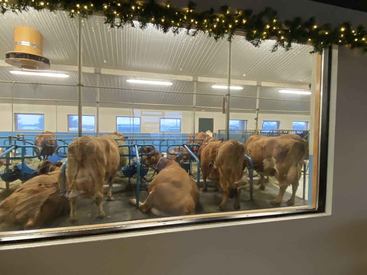e_serraiotto's tweet photo. incredible place… where “farm to table” really means it ☺️ #localproducts #homemadebeef #finestquality #IcelandRoads https://t.co/4mPUKp1CfH