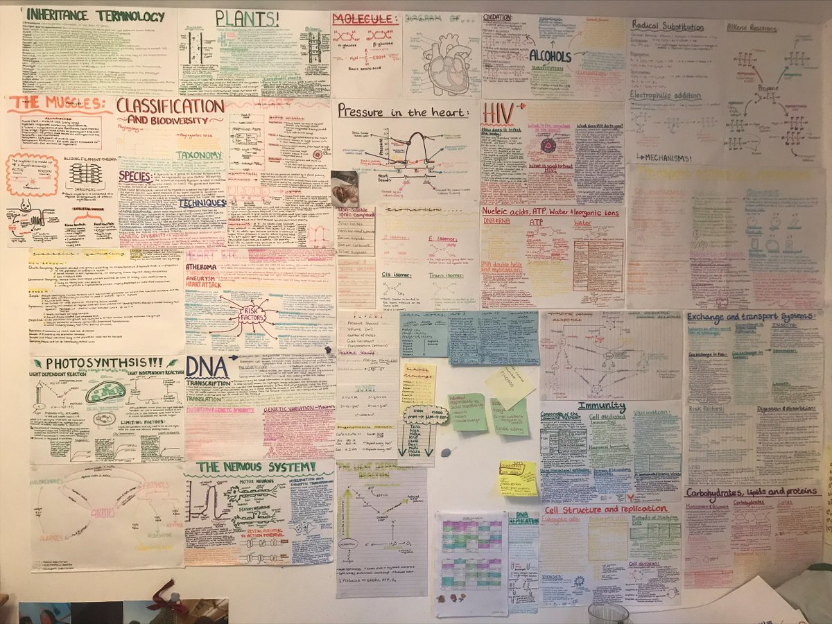 ScienceHubHEB's tweet image. One of my Yr13's has created this fabulous Biology revision wall in her bedroom - Please shower her with likes and comments so I can reiterate to her just how awesome she is! 🤩🌟@chatbiology @RoyalSocBio #alevelbiology #Biology