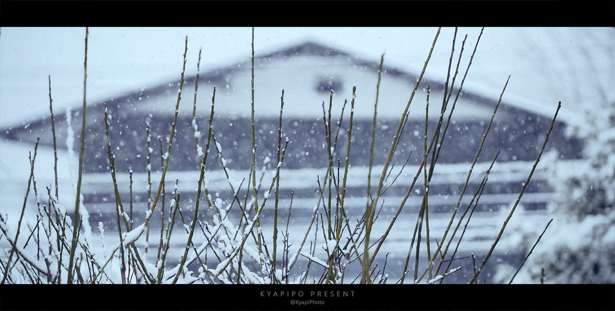 KyapiPhoto's tweet image. 雪

#雪 #Snow
#photography
#PhotographyIsArt
#写真好きな人と繫がりたい
#写真撮ってる人と繋がりたい
#写真で伝える私の世界
#ファインダー越しの私の世界