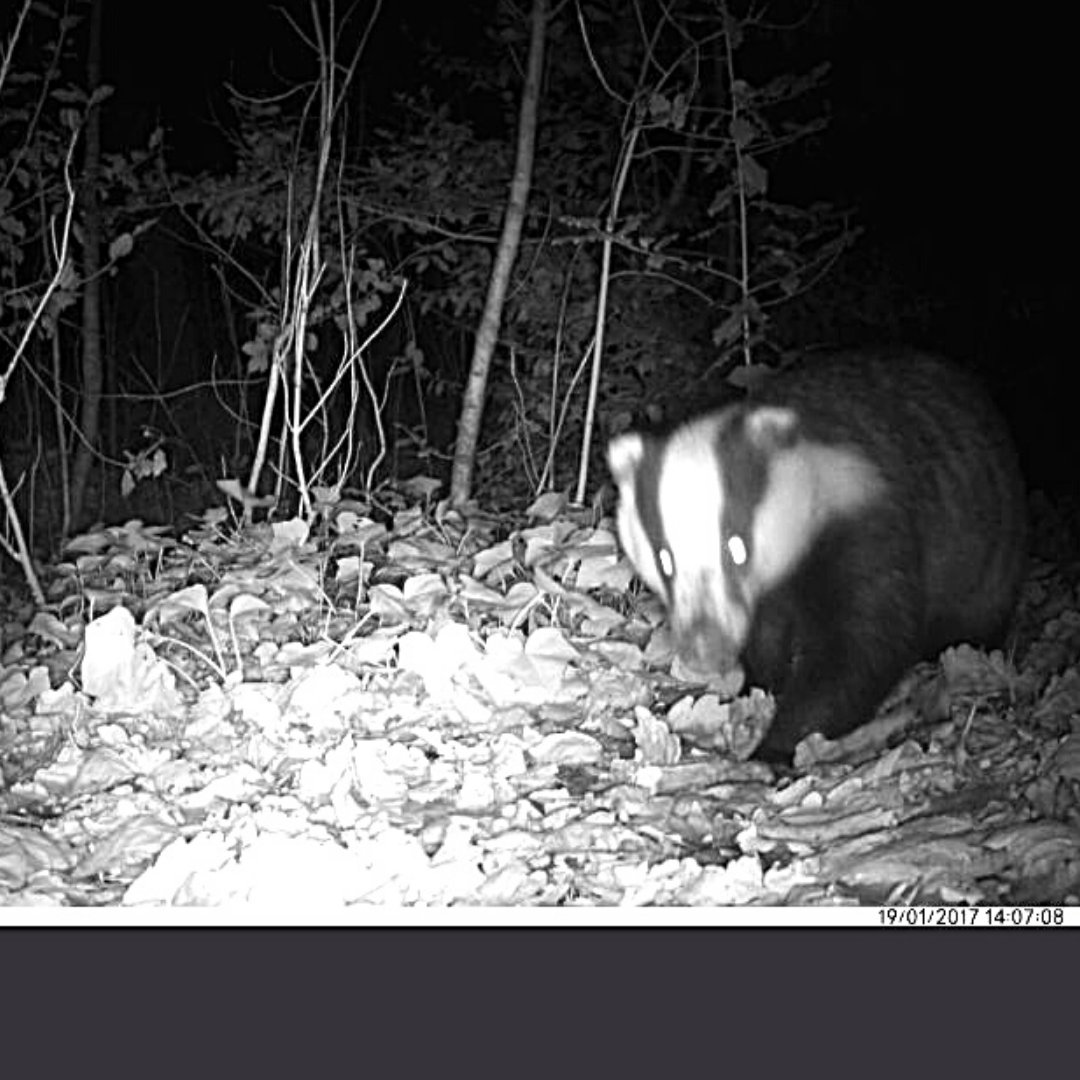 Growtoschool's tweet photo. The first week back and a wildlife camera in the school woodland reveals something very special. The children were very excited! How do a cete of beautiful badgers survive the cold winter months?
@Stpatricks100 #badgers #outdoorlearning #primaryschool #teachitoutside https://t.co/tIFHrvE1Wb