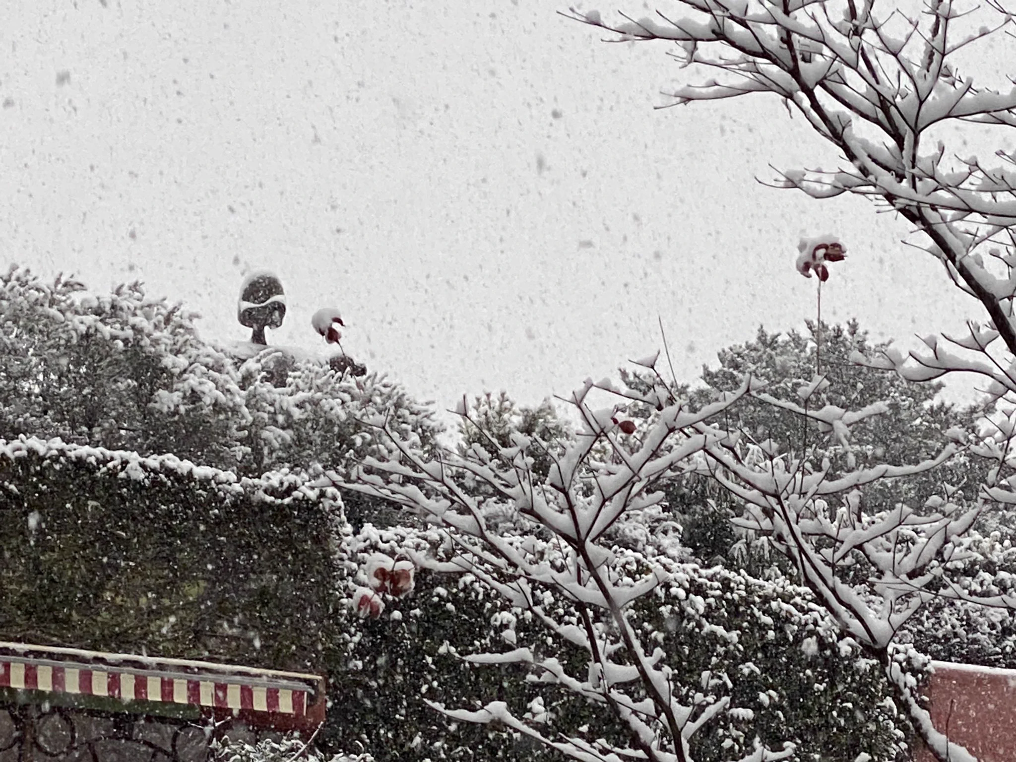 @GhibliML 雪のため、屋上には上がれませんでしたが、ひょっこり顔だけ！ 