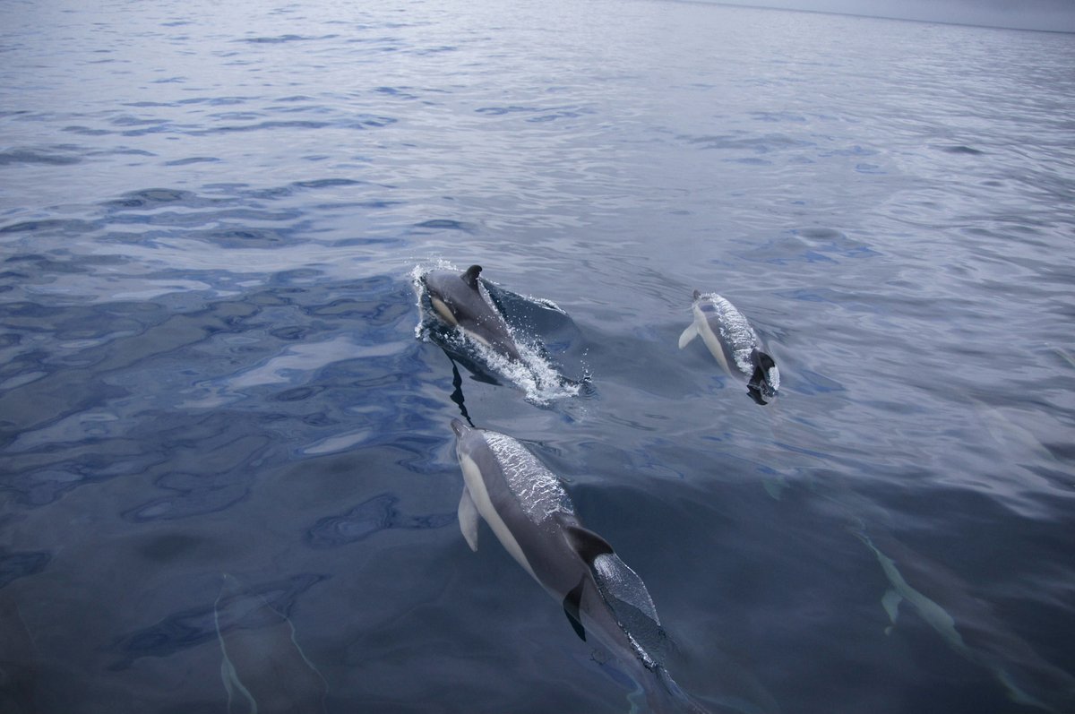 ORCA_web's tweet photo. Long- term monitoring of cetaceans is vital &amp; since 2001 our volunteers have boarded ships in the UK &amp; beyond to record the wildlife they see. Help us to continue this &amp; join a Marine Mammal Surveyor course later this year.! Find out more at  https://t.co/4xHXKfbr54 https://t.co/d2FraVutrl