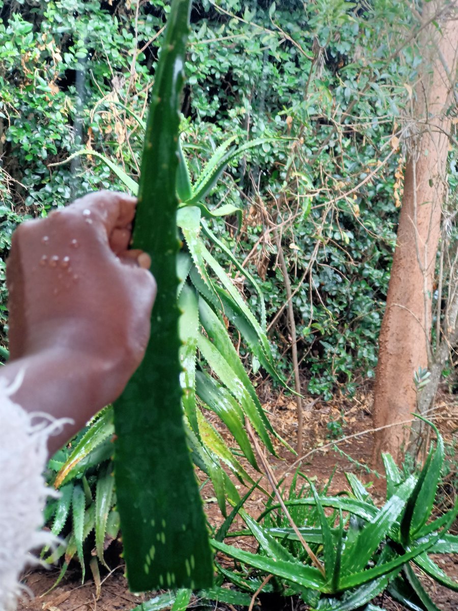 Freshly harvested.... Aloe Vera leaf 💗 growing naturally at the back of my workshop....I'm gonna use this baby to make Tumeric and 🍯 honey soap 😇...it's raining...I'm in heaven
#aloevera #tumericandhoneysoap #aloeverasoap #emnaturalske