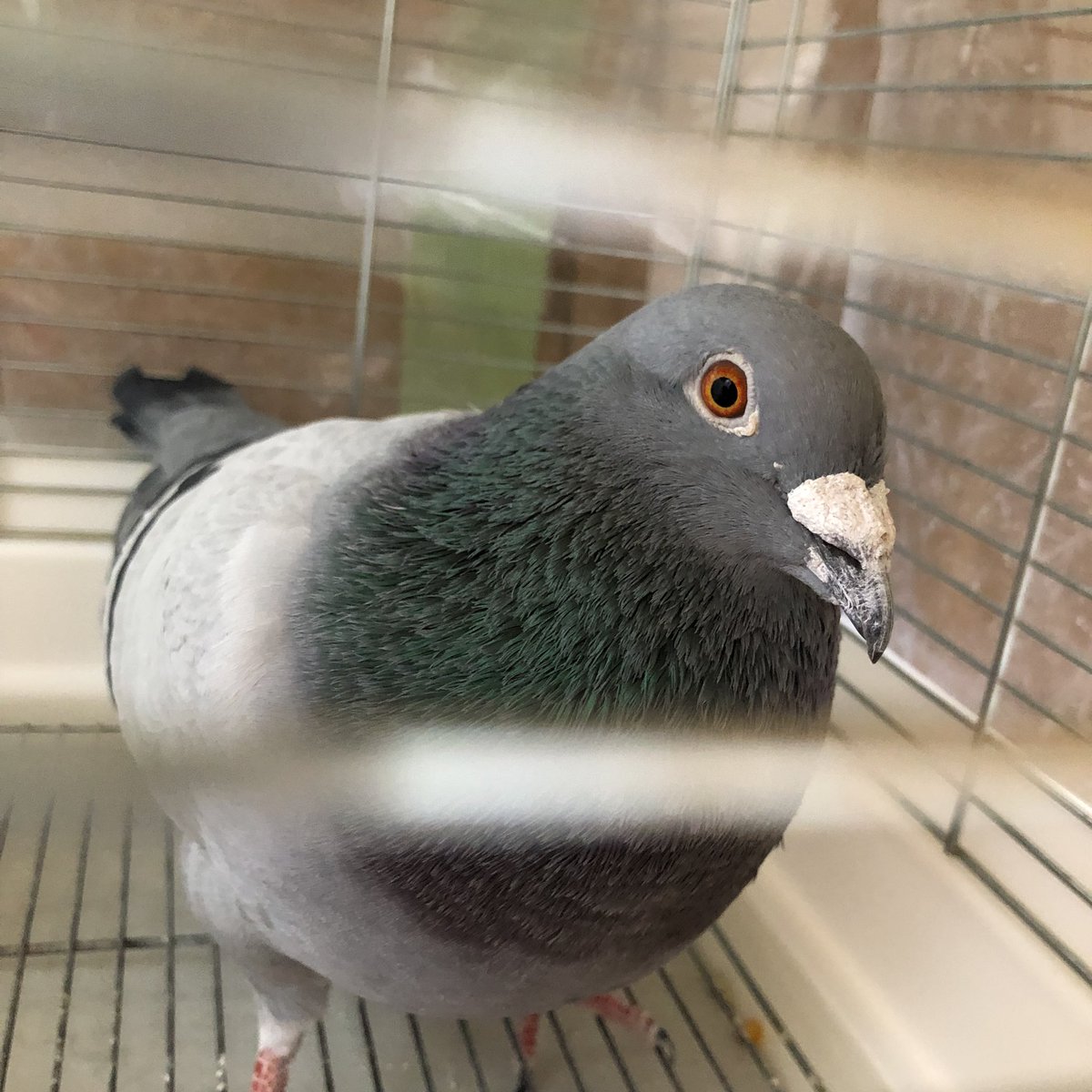 birshes's tweet photo. いざや寝るハト https://t.co/Zhfy8vVkgr