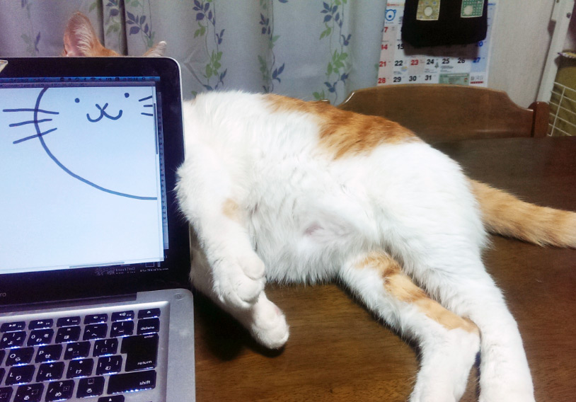 드디어 차원을 넘나드는 법을 알게 된 고양이