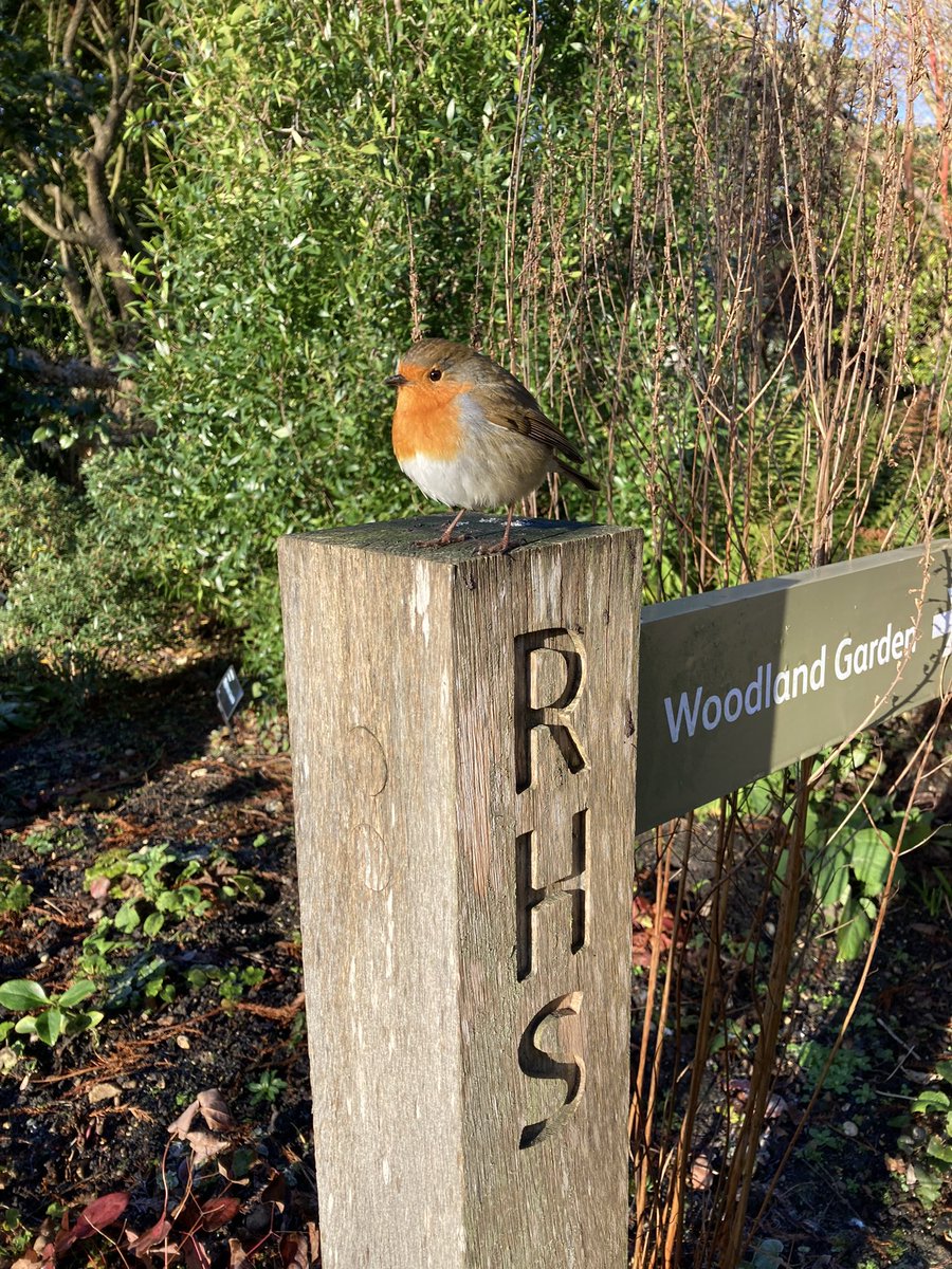 lauraravinet's tweet photo. What a friendly little Robin posing for pictures this morning@RHSHydeHall https://t.co/GggslGnzOO