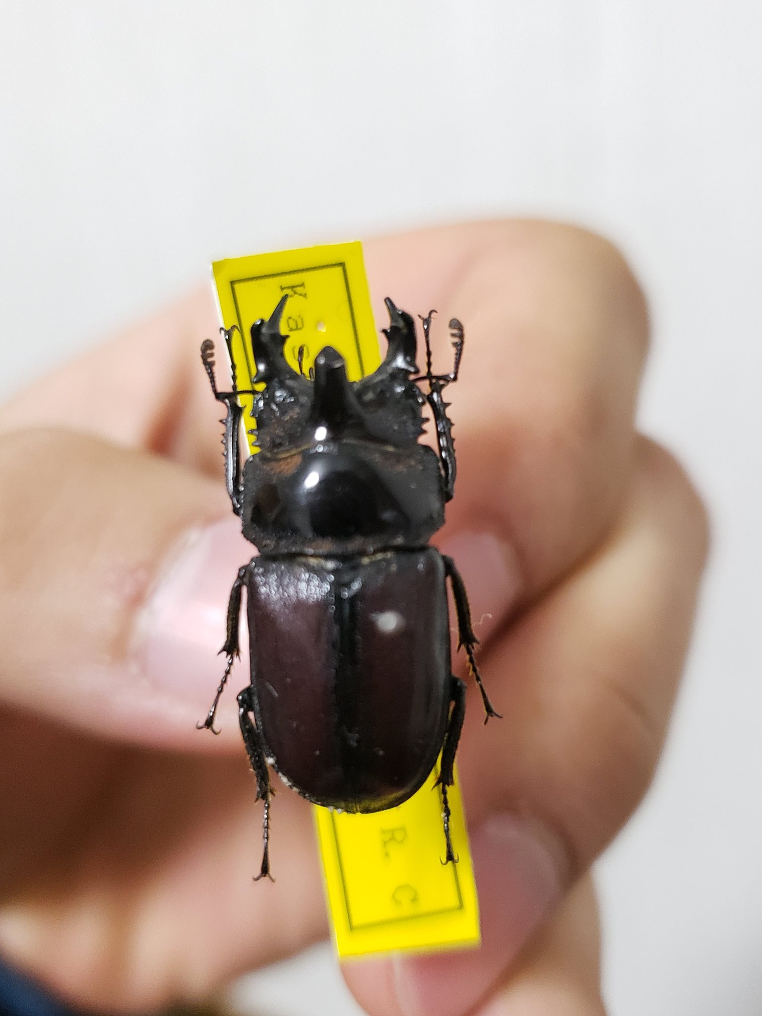 昆虫標本　レア種　大型カザリツノクワガタ　28mm コンゴ産 カザリツノクワガタ 28mm