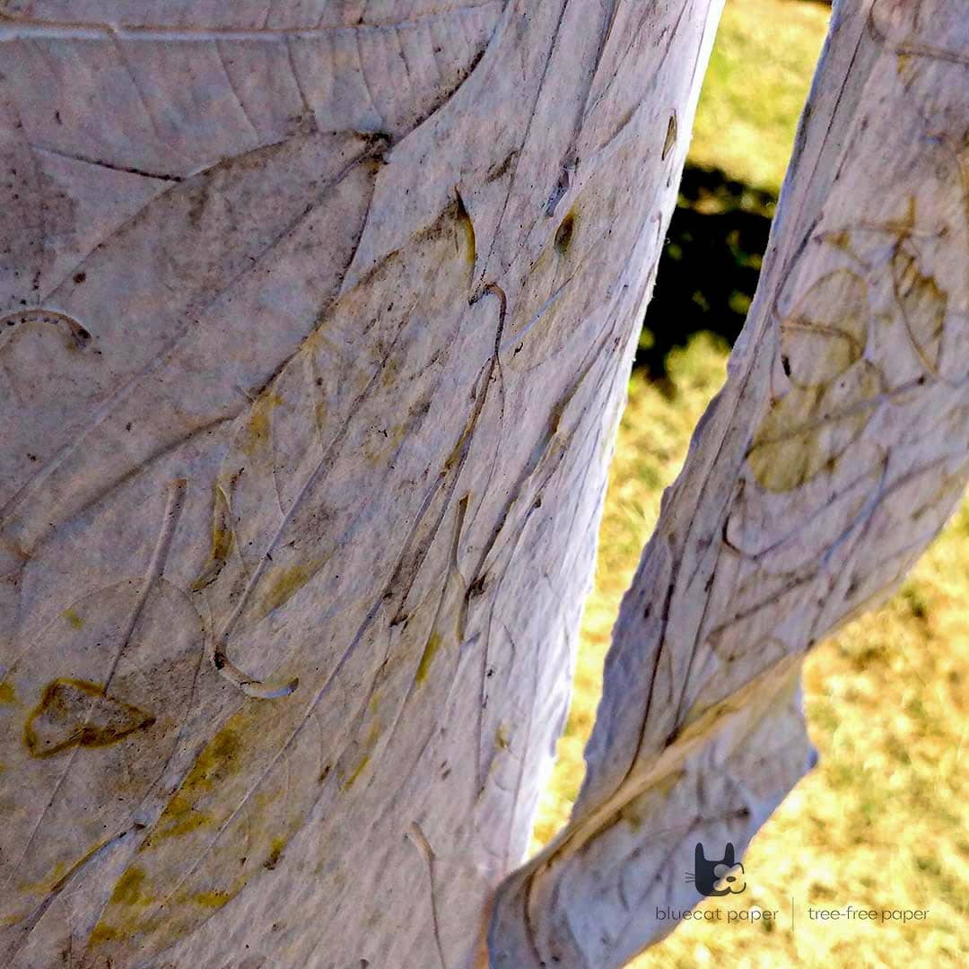 bluecatpaper's tweet photo. Pressing leaves of winter on tree-free paper! 
There is literally nothing to waste when it's about handmade paper, every piece of paper is a piece of art itself. 🌳🌍♻️

#HandmadePaper #milestone #supportthecause #bluecatpaper #sustainableproduct #treefreepaper  #ecofriendlypaper https://t.co/XmIlh5qoLL