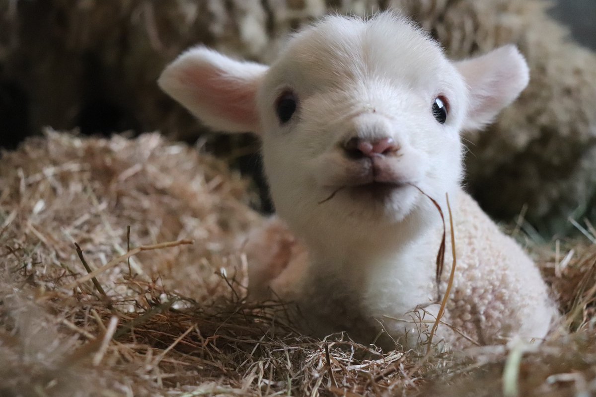 生まれたばかりのひつじの赤ちゃん 早くも頭突きを習得 ひつじ社会での生き方を学ぶ大切な時期 Togetter