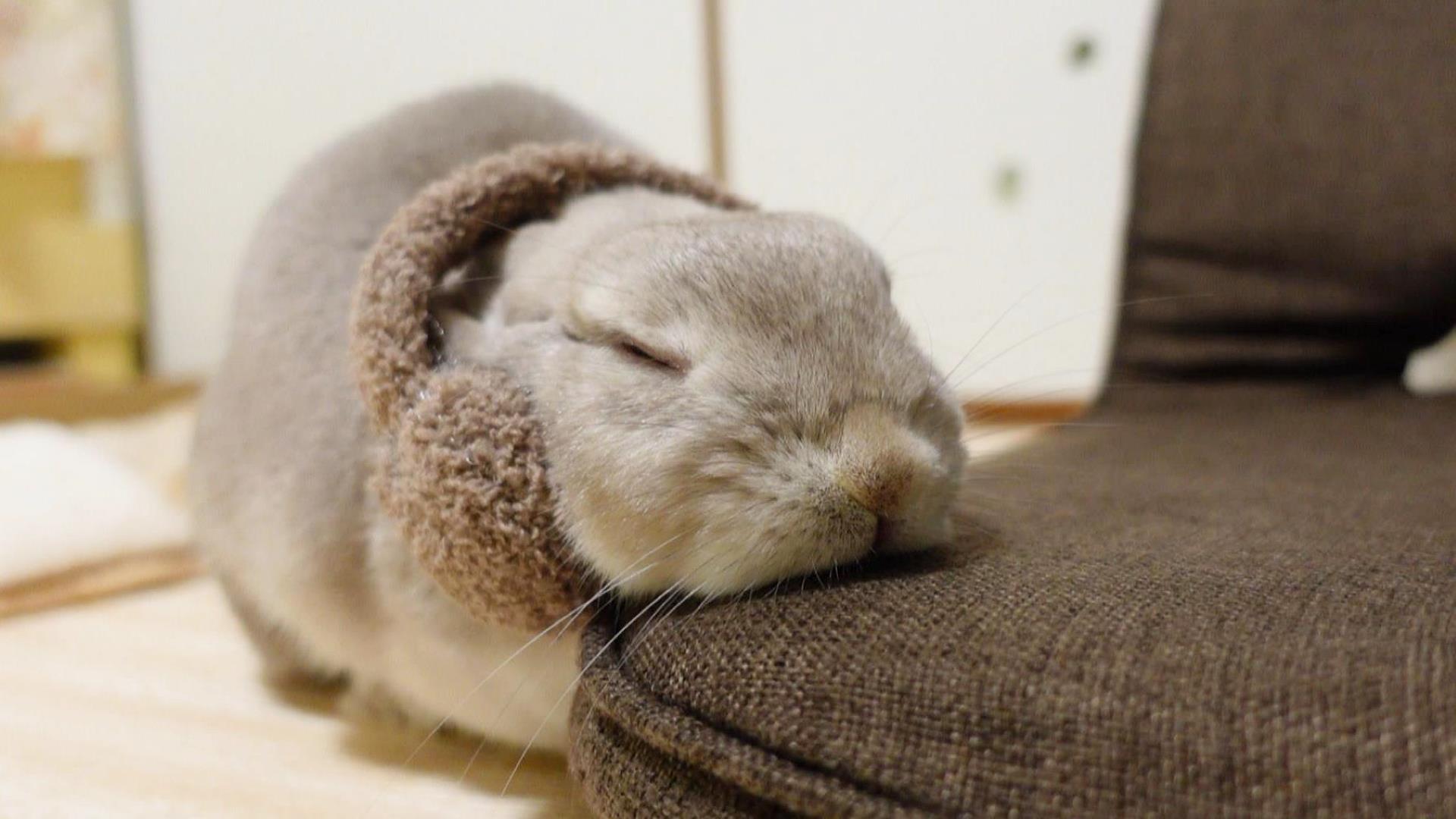 コガラナ天パのうさハムch Youtubeにて動画をアップしました よければどうぞでしぃ T Co N62xvayrt1 もこもこの耳あてをつけたら安心してねむれるうさぎさんが癒しかわいい T Co 2nyzmhdj Twitter