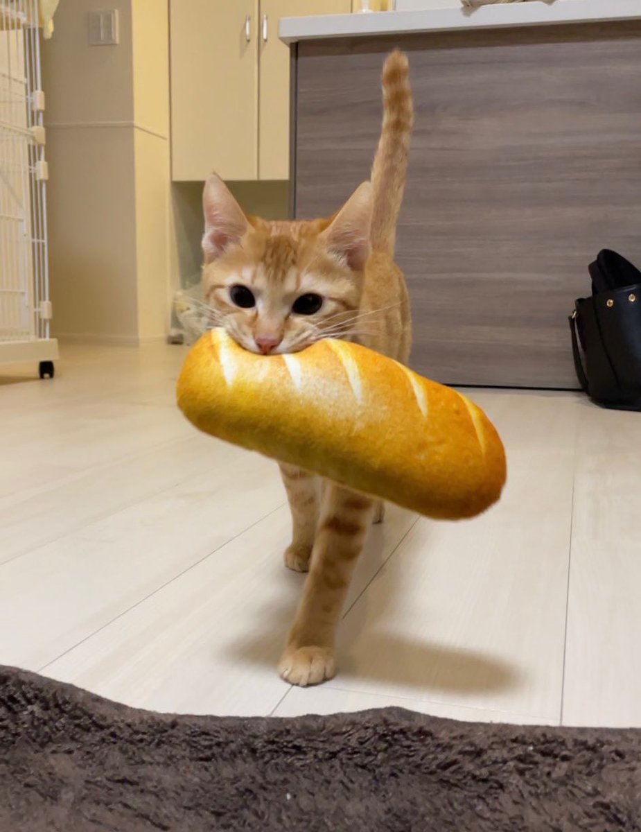 TranslatedCats's tweet photo. How about bread? https://t.co/x4KyNB1CYN