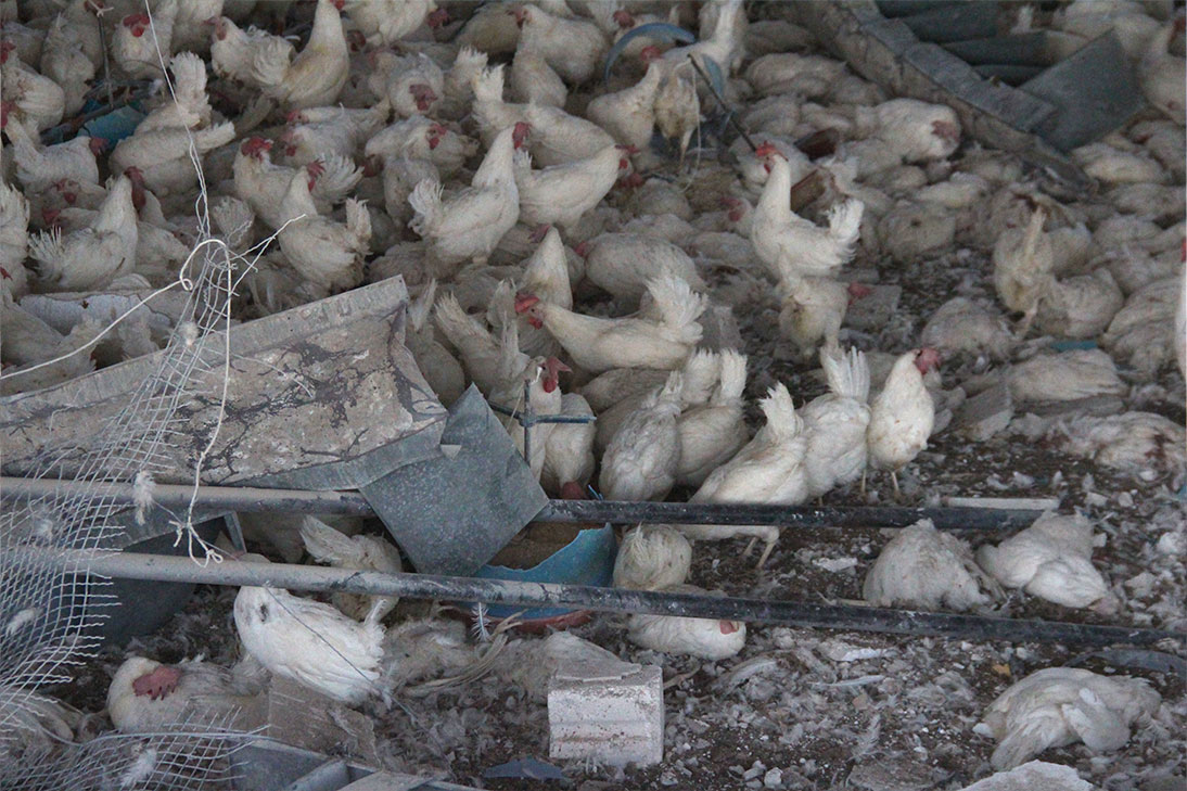 FrontlineInFocu's tweet image. In the last days, #RussianRocket  attacked many poultry farms, a factory of foodstuff, and one of the main water stations that supply thousands of people in Idlib,” the @scdaleppo civil defense group said on @Twitter .

#PHOTOS  by: Luay Elhas 

#photooftheday