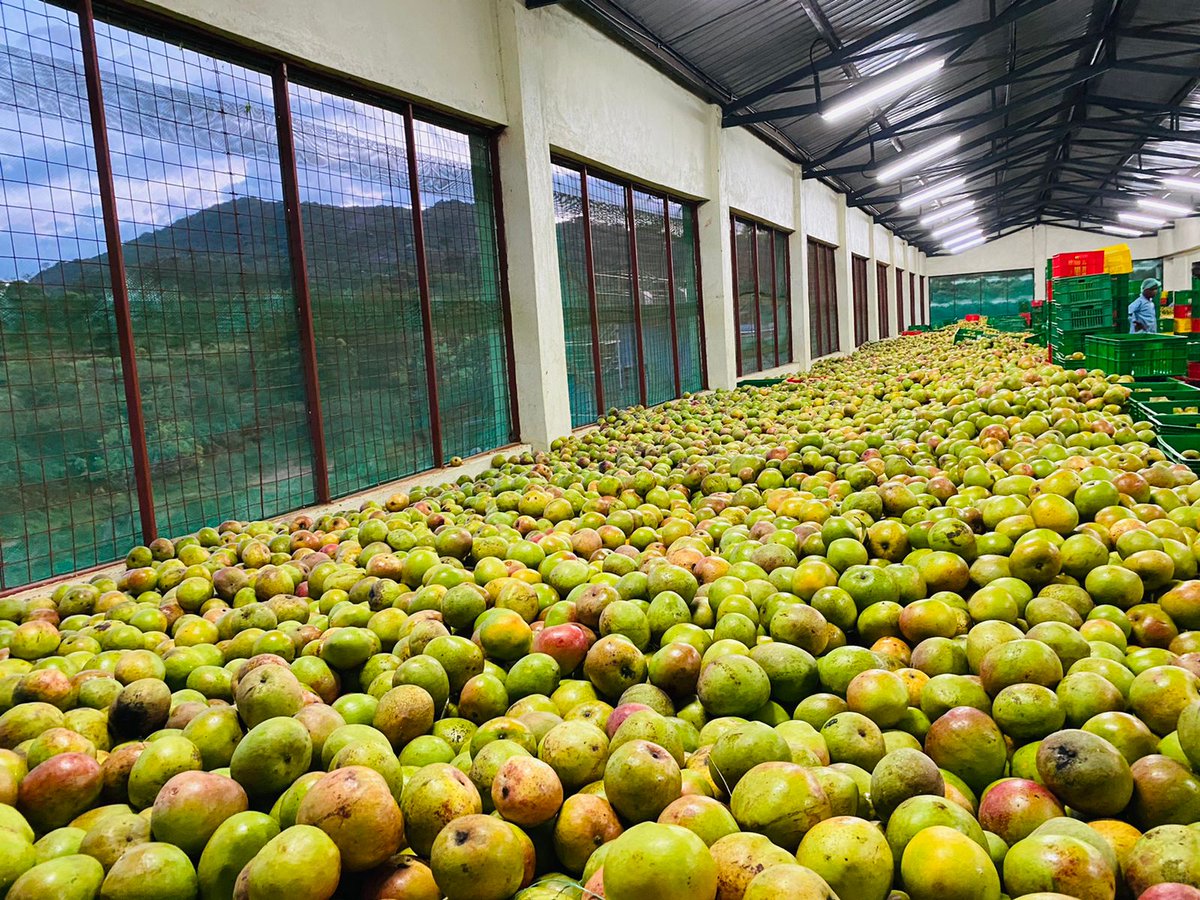 ProfKibwana's tweet image. Mango season in Makueni County Kalamba Fruit Processing Plant. This is our ripening shed for crop bought from farmers through their co-operatives. Awaiting processing for value addition. #europeanunionnairobi @CsMunya @NziokaWaita