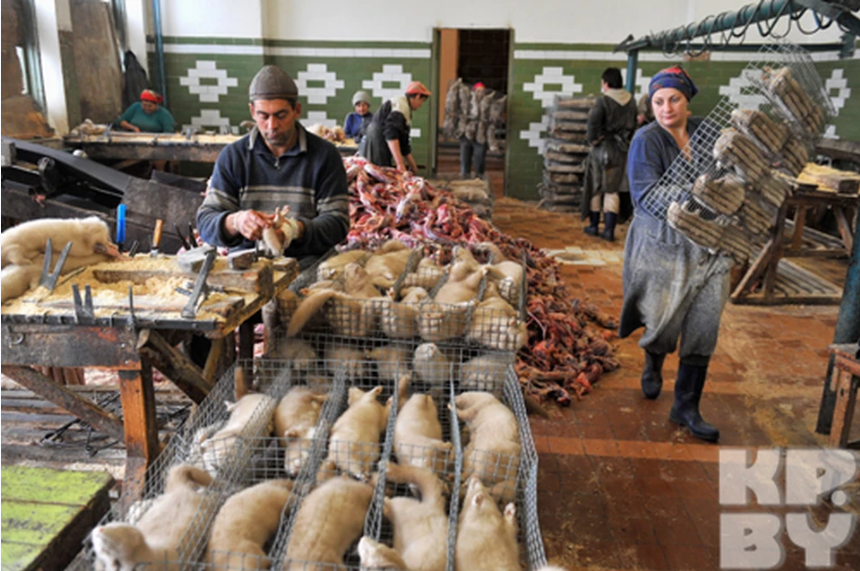 освеживать