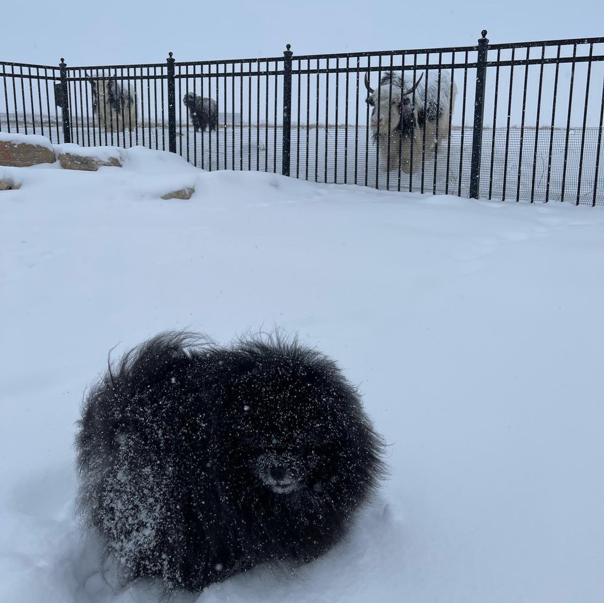 JeffreeStar's tweet photo. Woke up and it’s -2°F outside &amp; snowing ❄️ The #yaks couldn’t be happier and we love having some so close now! We made a pasture surrounding our home for all the mama’s and their new calves, and for the #yak we’re currently halter training 🤠 https://t.co/rqareCcH6Q