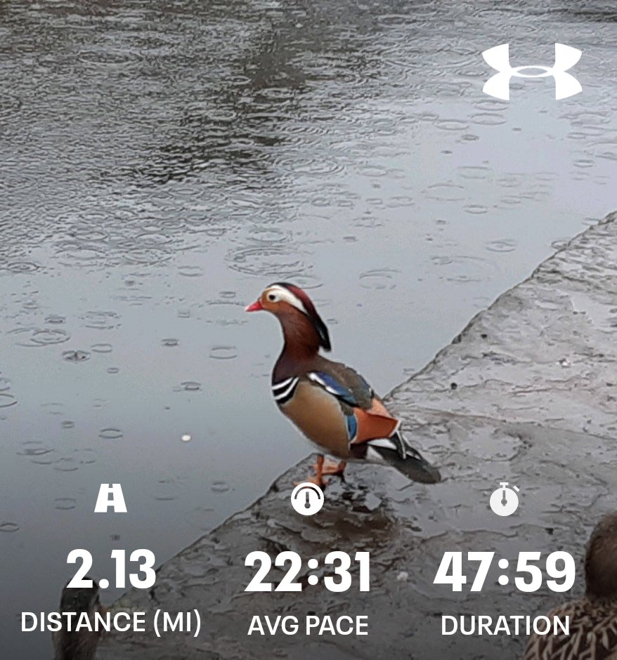 patiotrip's tweet photo. A wet walk today but rewarded with a fancy duck sighting 😁
@age_uk #runyourage #walkyourage
@CRTYorkshireNE https://t.co/zZqRUNWIz8