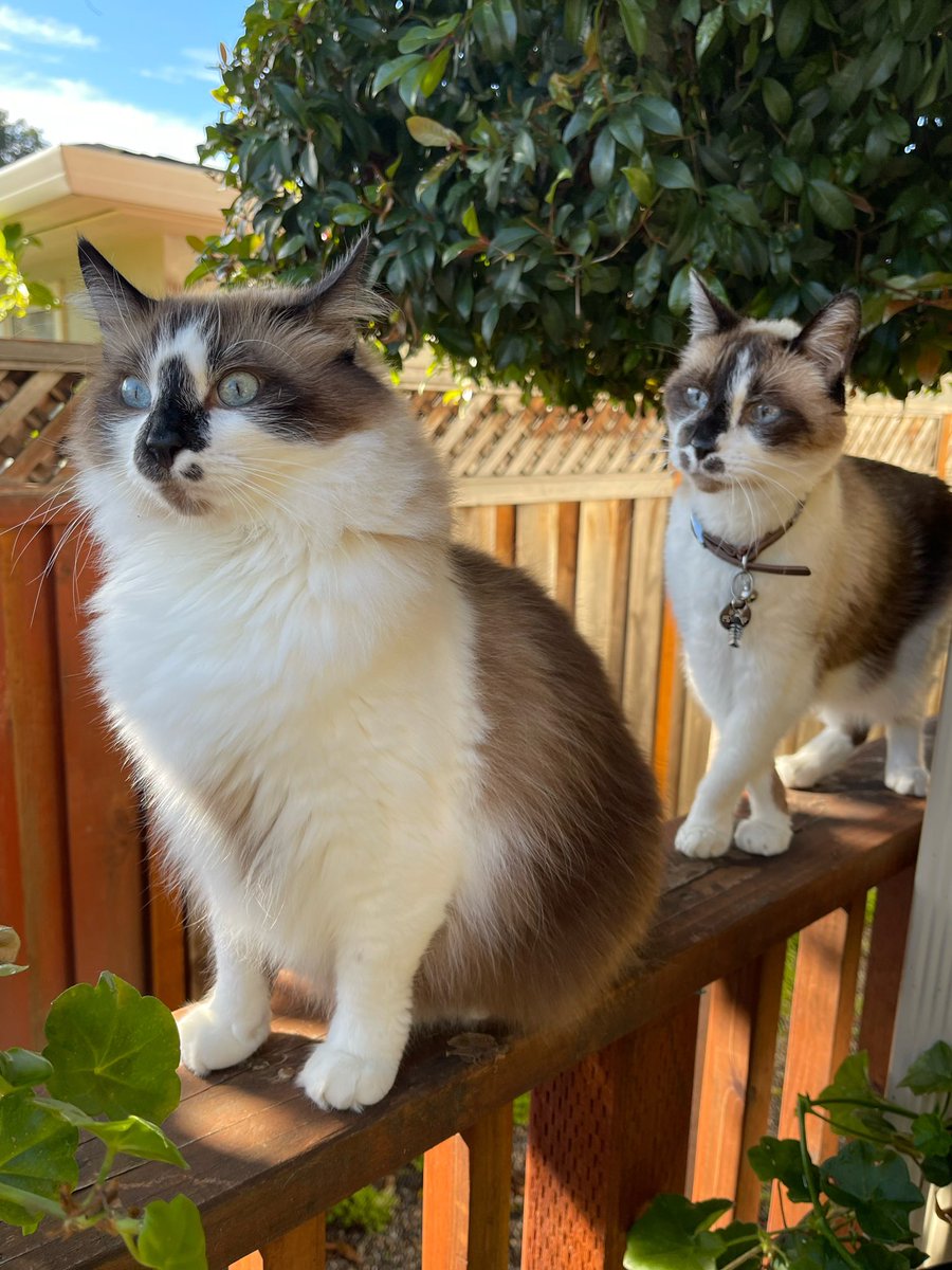 Andrea56822453's tweet photo. ☀️Hello everyone! We finally got a break from all the rain and there is not a dark cloud in the sky. We are enjoying some fun in the sun today. Happy Fursday friends!❤️😽💕💕  
#CatsOfTwitter #cats #fluffyfursday https://t.co/bfBOgs3DmZ