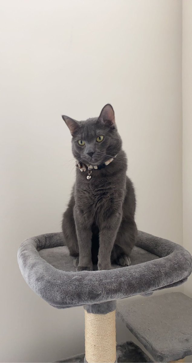 maxibeans's tweet photo. Jimmy is on MOTH WATCH! #CatsofTwittter #AdoptDontShop #mothwatch https://t.co/4dczJYjb0W