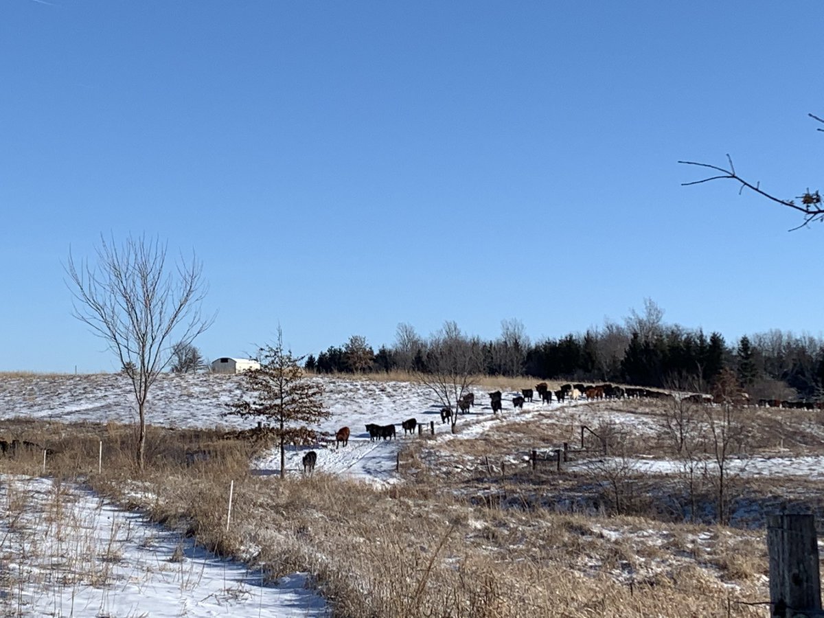drbillyjbeck's tweet image. #Windbreaks and #trees critical infrastructure for #agriculture - especially on days like today! 

💨 🥶 🌲 🌳 🌲 🐄 😃 🚜 💪 🌱 

Winter @ISUANR programs seek to start the #Iowa windbreak renaissance! Event details 👇

naturalresources.extension.iastate.edu/windbreak-scho…

@iowadnr #forestry #agroforestry