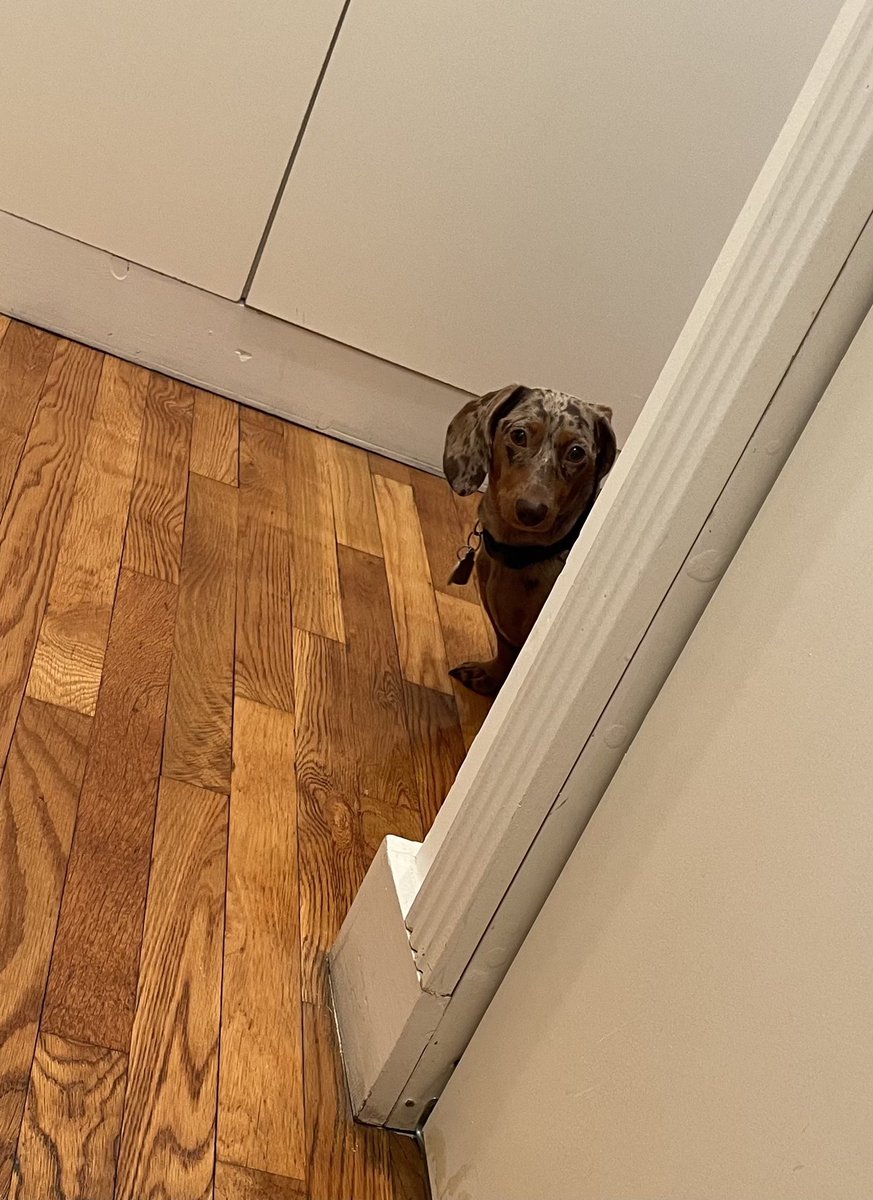 MiniPepperBrown's tweet photo. You don’t seriously expect me to walk in the rain?! 

#WoofOfTheDay #DailyWoof #dogs #DogsOfInstagram #DogsOfTwitter https://t.co/CJiwXMTEr5