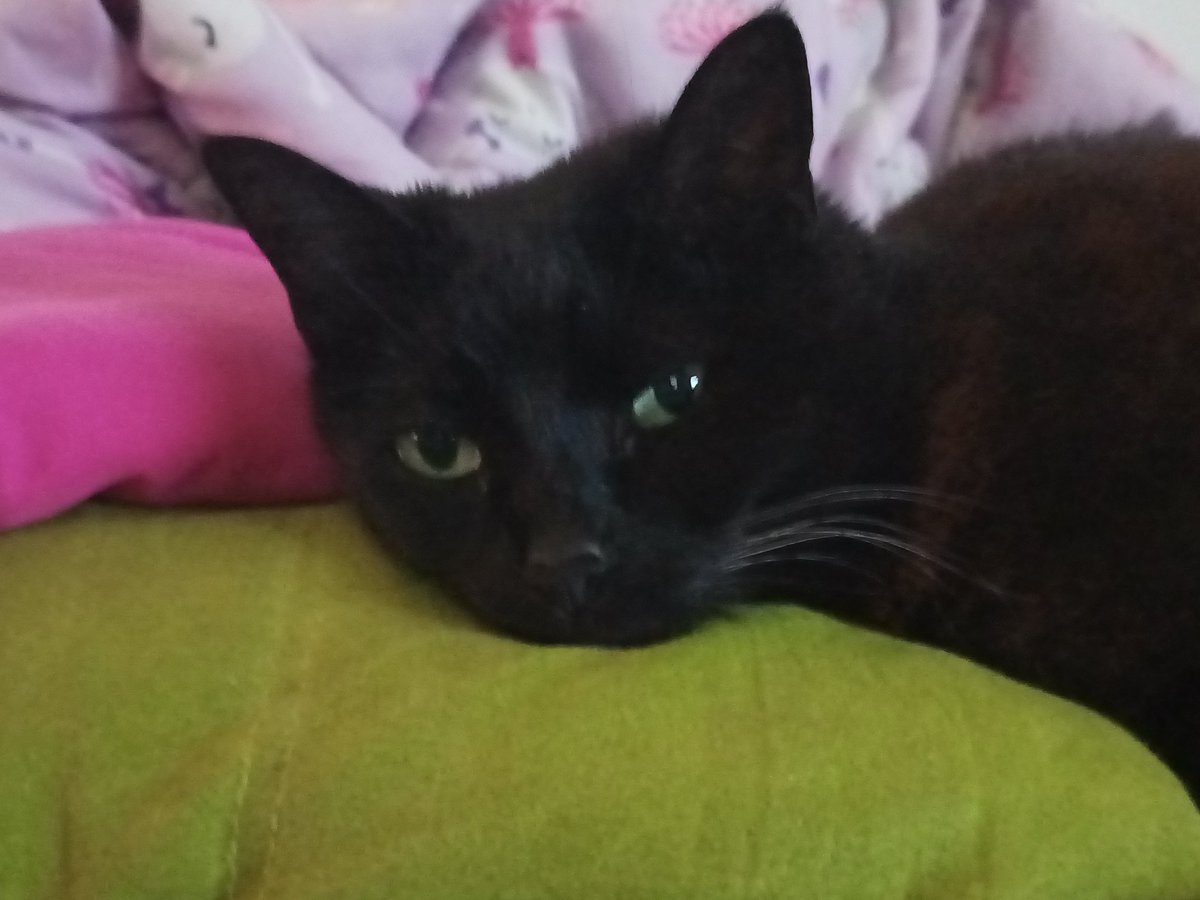Workoutdvdfreak's tweet photo. Which workout did u do today? Mini and I had a rest day. 💖🐱💗 #barlates #minithecat #furbaby https://t.co/LcbKzogtg4