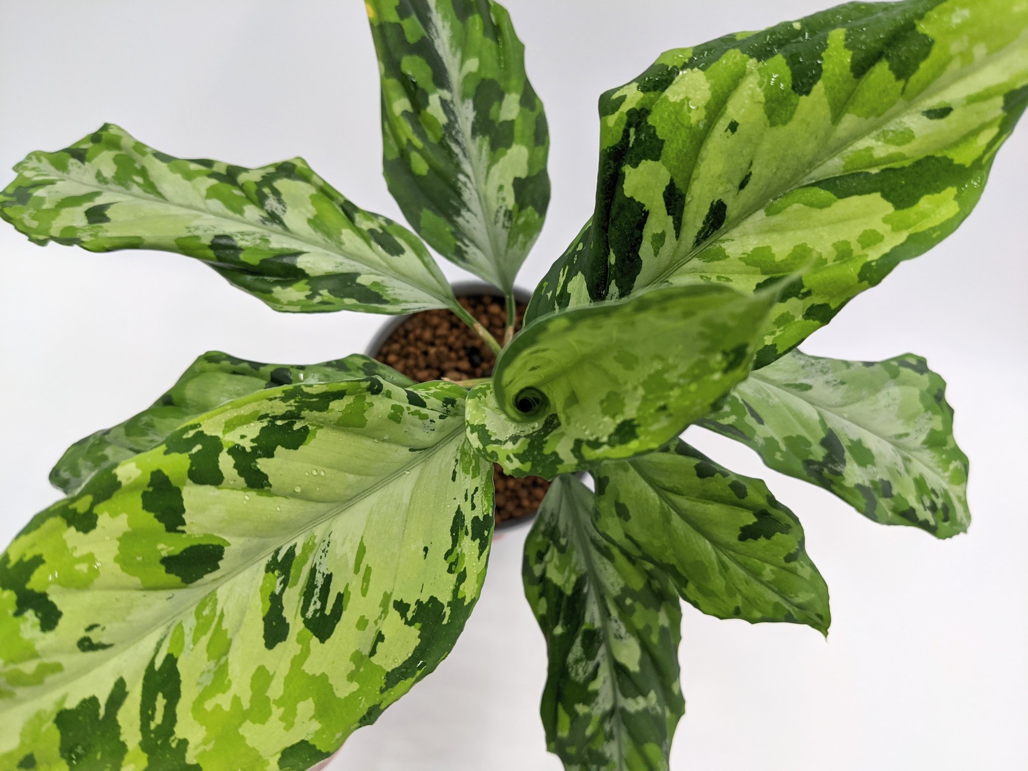 Aglaonema 夢見極彩千眼葉(ゆめみごくさいせんがんよう)