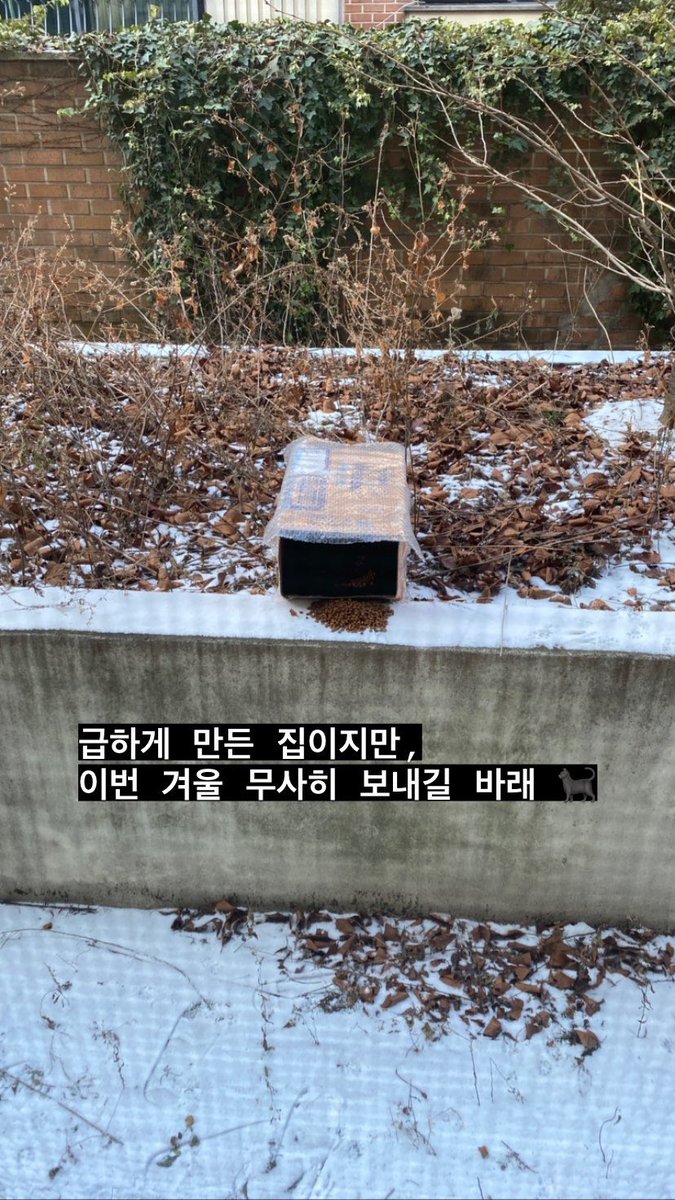 급하게 만든 집이지만,
이번 겨울 무사히 보내길 바래 🐈‍⬛