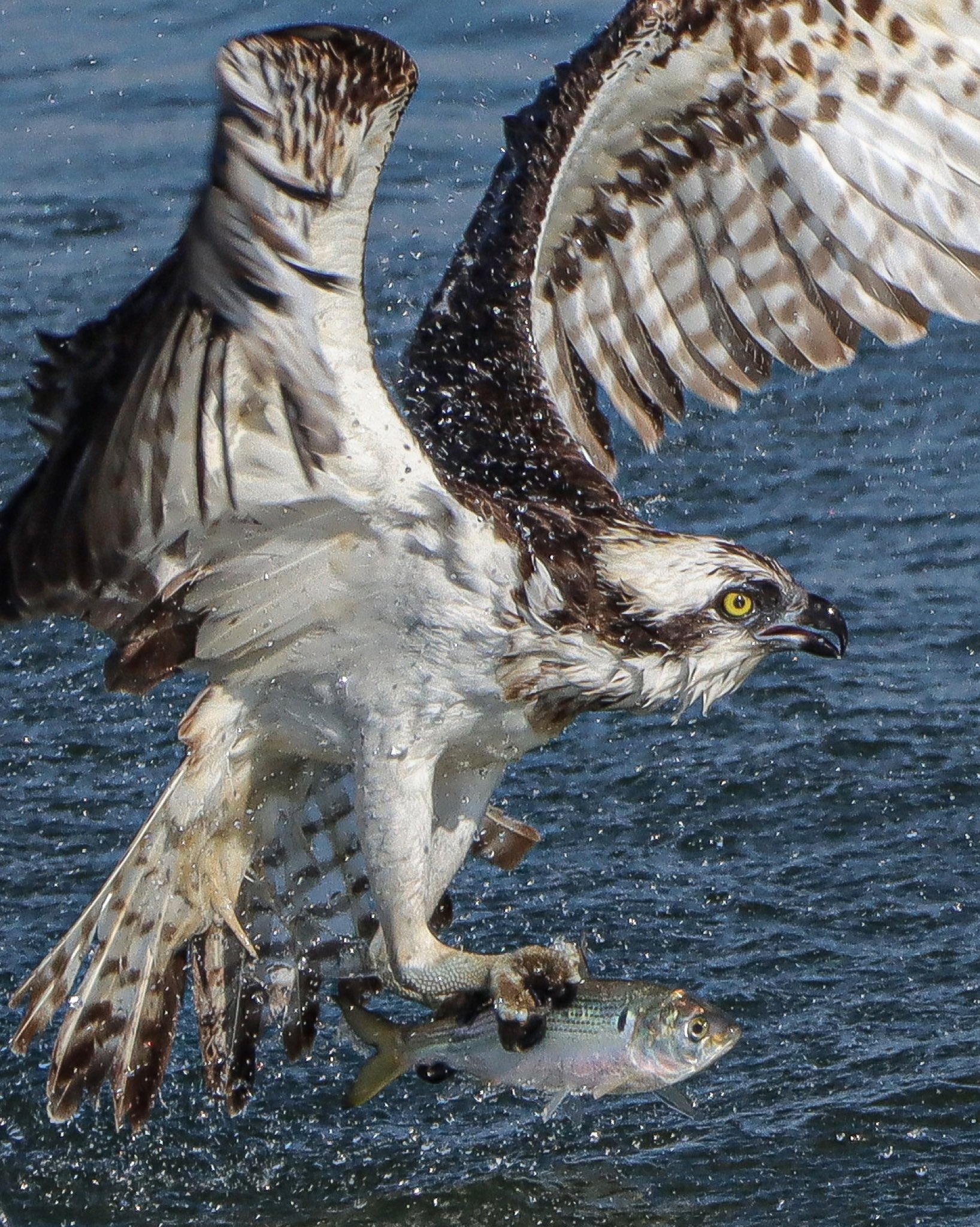 Yosuke ミサゴはカッコいいし 撮ってても楽しい ミサゴ 猛禽類 鳥好き 野鳥 鳥活 鳥人 コノシロ 次はボラでよろしく T Co Atif6idkca Twitter
